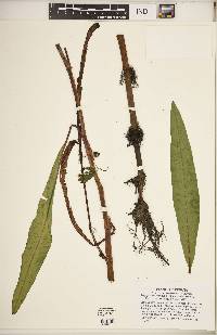 Rumex verticillatus image