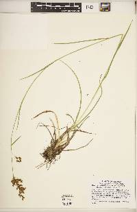 Scirpus pendulus image