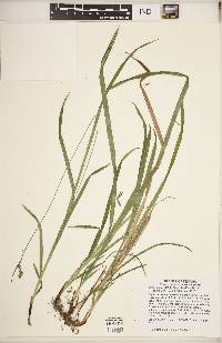 Carex hirtifolia image