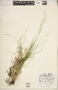 Carex radiata image