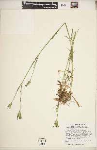 Dianthus armeria subsp. armeria image