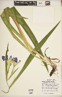 Iris brevicaulis image