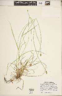 Carex leavenworthii image