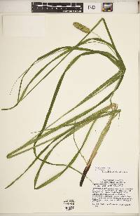 Carex typhina image