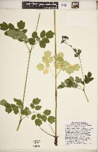 Thalictrum amphibolum image