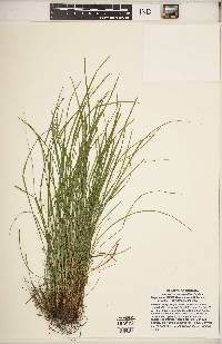 Carex jamesii image