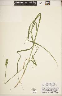 Carex cristatella image