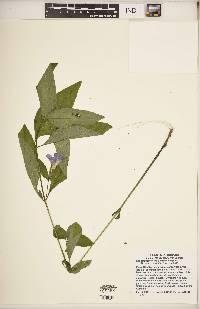 Ruellia strepens image