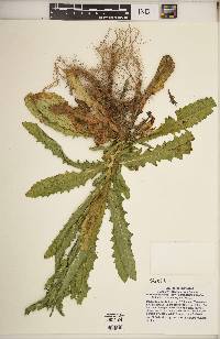 Verbascum blattaria image