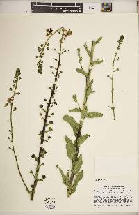 Verbascum blattaria image