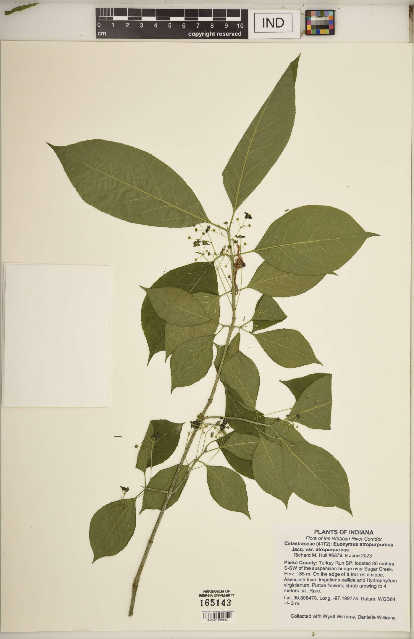 Euonymus atropurpureus var. atropurpureus image