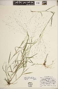 Panicum dichotomiflorum subsp. dichotomiflorum image