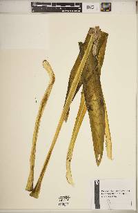 Hymenocallis occidentalis var. occidentalis image