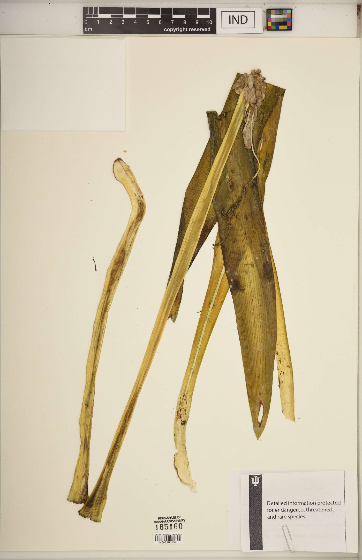 Hymenocallis occidentalis var. occidentalis image