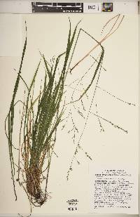 Festuca subverticillata image