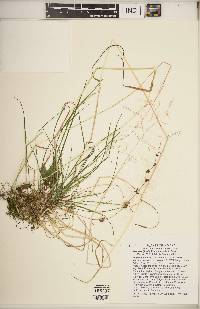 Poa sylvestris image