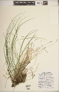 Carex albicans var. albicans image