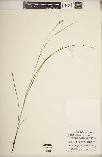 Carex swanii image