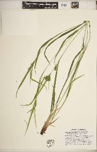 Carex grisea image