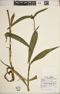 Tradescantia subaspera image