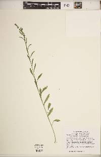 Lepidium draba image