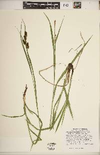 Carex shortiana image