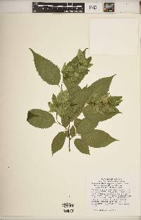 Carpinus caroliniana subsp. virginiana image