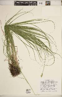 Carex molesta image