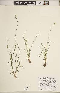 Carex leavenworthii image