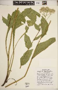 Parthenium integrifolium image