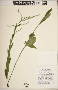 Solidago nemoralis subsp. nemoralis image