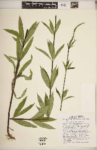 Veronicastrum virginicum image