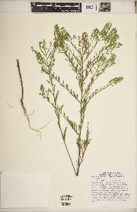 Lepidium densiflorum image