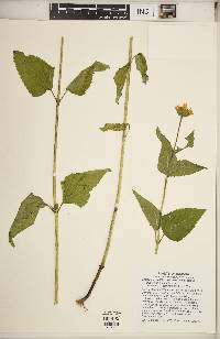 Heliopsis helianthoides var. helianthoides image