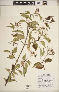 Cornus racemosa image