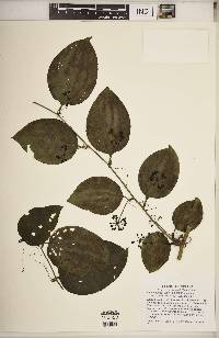 Smilax tamnoides image