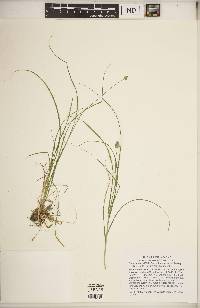 Carex leavenworthii image