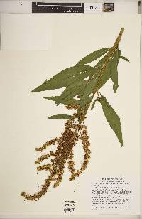 Rumex altissimus image