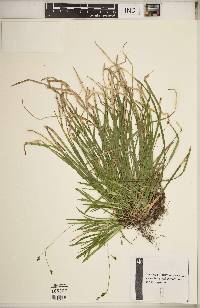 Carex pedunculata image