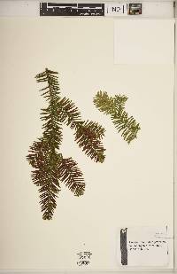 Taxus canadensis image