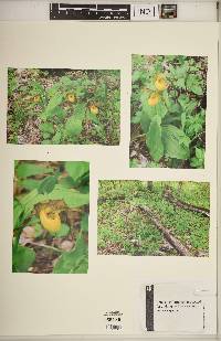 Cypripedium parviflorum var. pubescens image