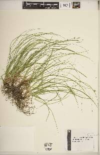 Carex socialis image