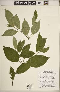 Cornus drummondii image