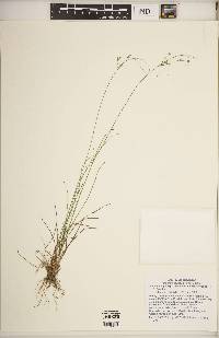 Juncus anthelatus image