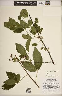 Rubus argutus image