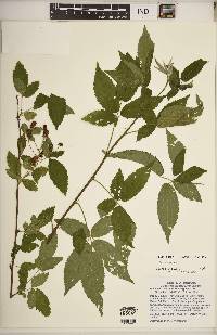 Rubus argutus image