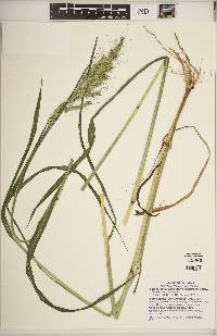 Echinochloa muricata var. muricata image