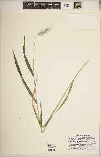 Elymus villosus image