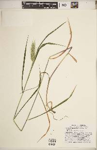 Elymus virginicus var. virginicus image