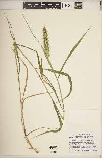 Elymus virginicus var. virginicus image